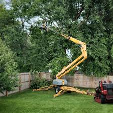 Walthourville, GA Tree Removal Services Company