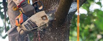 Best Arborist Consultation Services  in Walthourville, GA