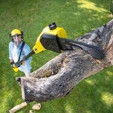 Tree and Shrub Care in Walthourville, GA