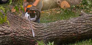 Best Tree Cabling and Bracing  in Walthourville, GA