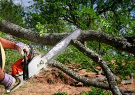 Best Tree Mulching  in Walthourville, GA