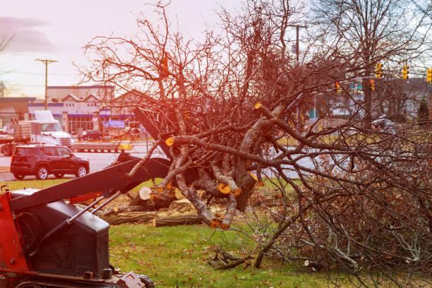 Best Root Management and Removal  in Walthourville, GA