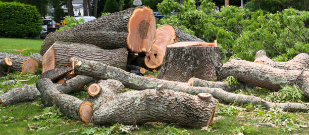  Walthourville, GA Tree Removal Services Pros