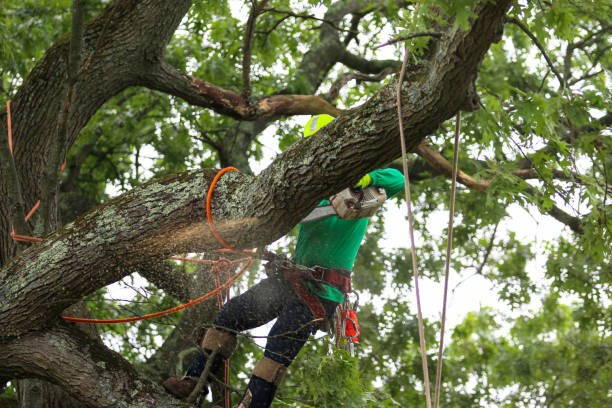 Best Arborist Consultation Services  in Walthourville, GA