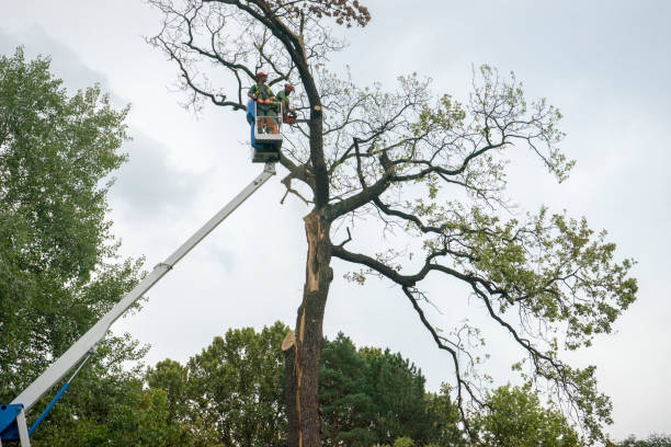 How Our Tree Care Process Works  in  Walthourville, GA