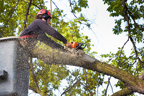 Best Tree Preservation Services  in Walthourville, GA