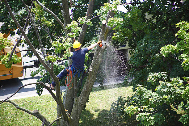 Best Palm Tree Trimming  in Walthourville, GA